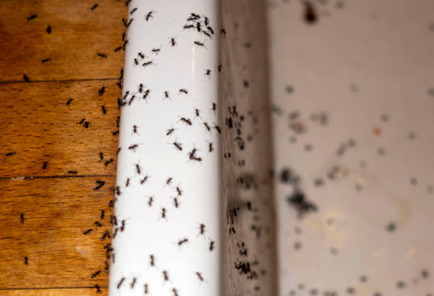 Best Pest Prevention Services  in Kerrville, TX
