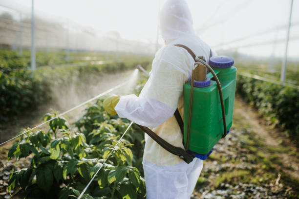 Best Local Pest Control Services  in Kerrville, TX
